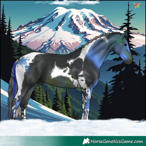 Horse Color:Painted Brown Tobiano