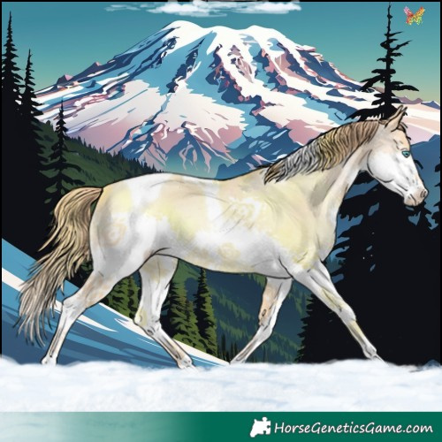 Horse Color:Buckskin Pearl Splash Tobiano 
