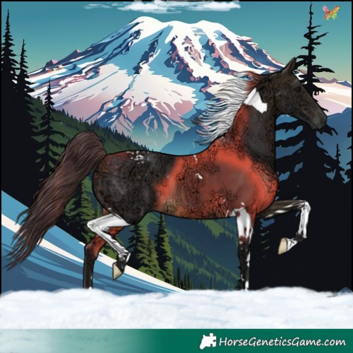 Horse Color:Buckskin Ice Tobiano