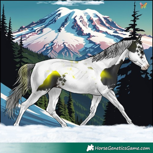 Horse Color:Brown Splash Tobiano 