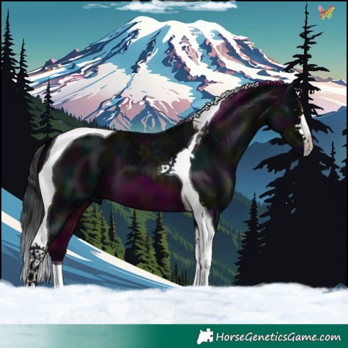 Horse Color:Midnight Brown Tobiano 
