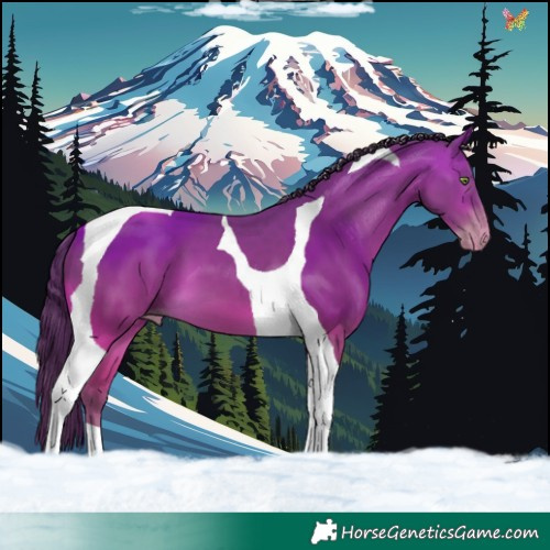 Horse Color:Sable Cream Champagne Tobiano