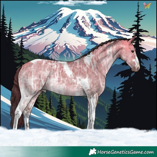 Horse Color:Buckskin Ice Dun Tobiano 