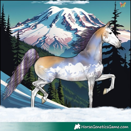Horse Color:Painted Buckskin Onyx Splash 