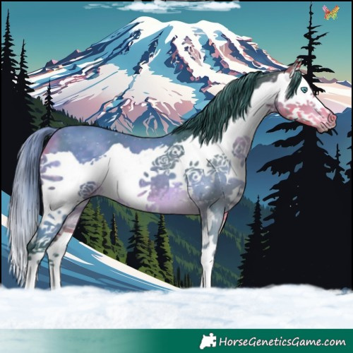 Horse Color:Watercolor Buckskin Splash 