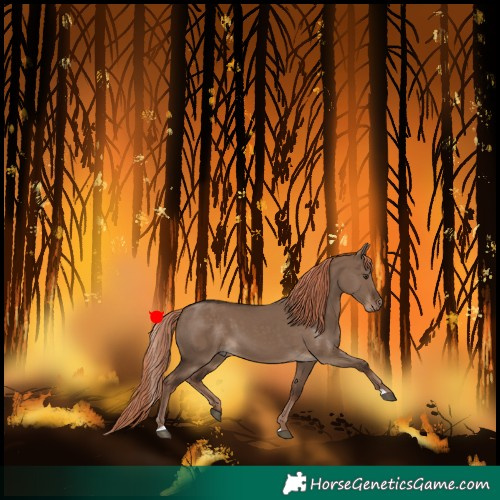 Horse Color:Liver Red Dun 