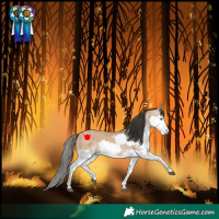 Horse Color:Bay Dun Splash