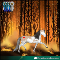 Horse Color:Bay Dun Splash 