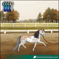 Horse Color:Bay Dun Splash 