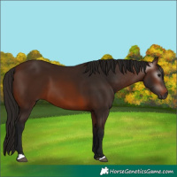 Horse Color:Gray Bay