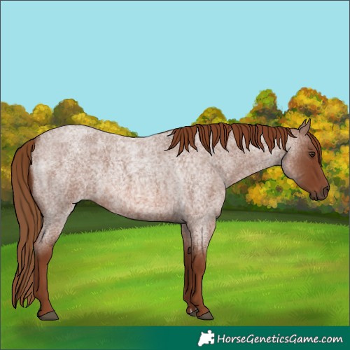 Horse Color:Red Roan 
