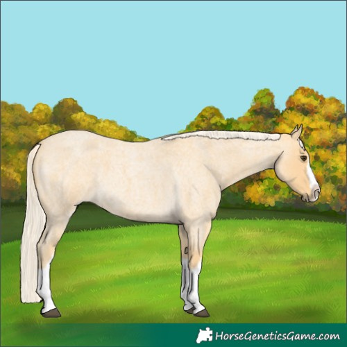 Horse Color:Palomino Roan Splash 
