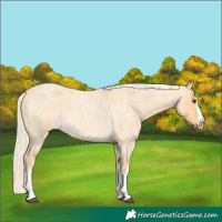 Horse Color:Palomino Roan Splash
