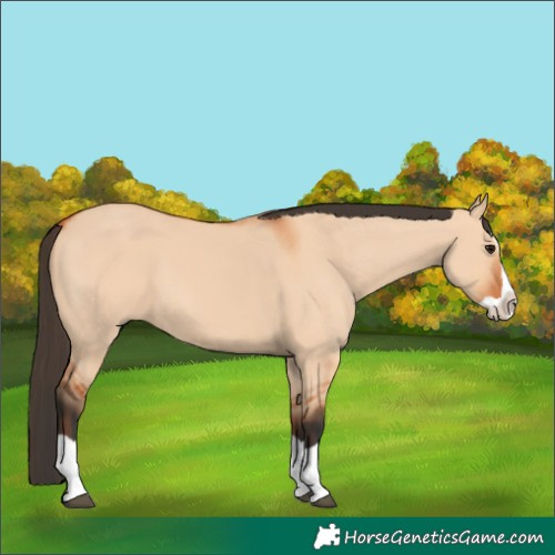 Horse Color:Bay Dun Splash