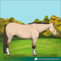 Horse Color:Bay Dun Splash