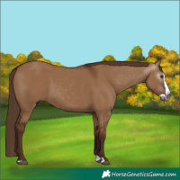 Horse Color:Gray Red Dun Splash Rabicano