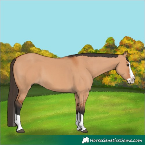 Horse Color:Bay Dun Splash