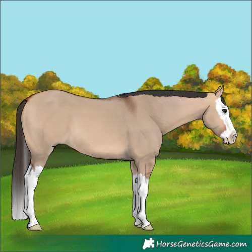 Horse Color:Bay Dun Splash 
