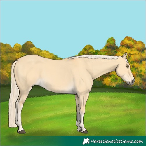 Horse Color:Palomino Dun 