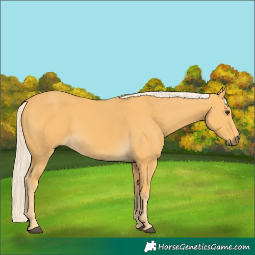 Horse Color:Palomino 