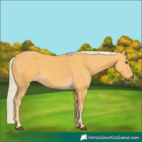 Horse Color:Palomino 