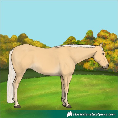 Horse Color:Palomino 