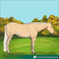 Horse Color:Palomino 