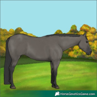 Horse Color:Grullo 