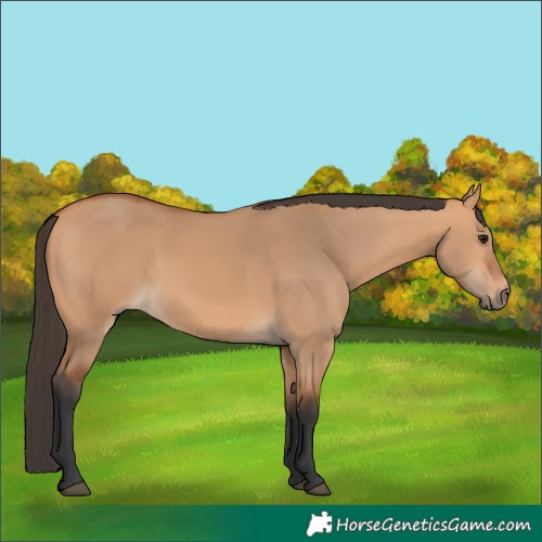 Horse Color:Bay Dun