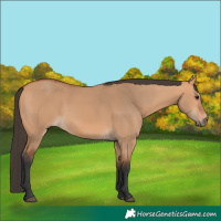 Horse Color:Bay Dun