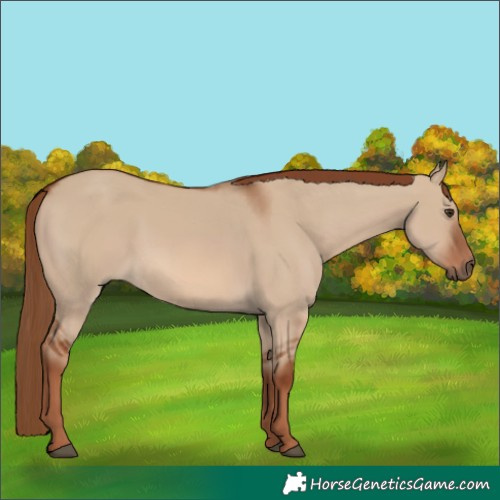 Horse Color:Red Dun 