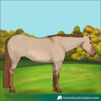 Horse Color:Red Dun 