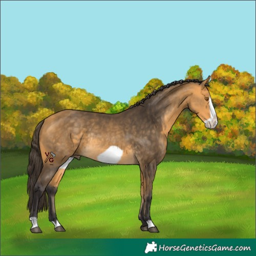 Horse Color:Unknown 