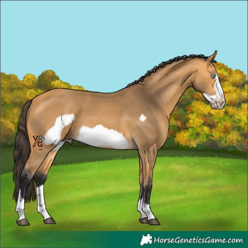 Horse Color:Unknown 