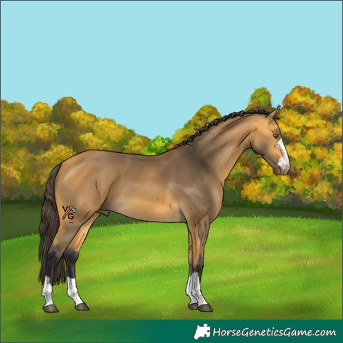 Horse Color:Unknown 