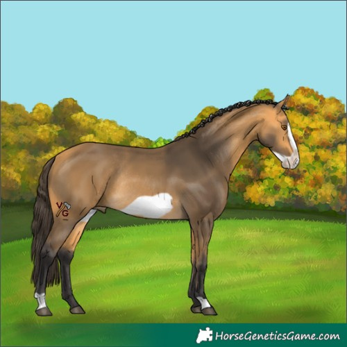 Horse Color:Unknown 