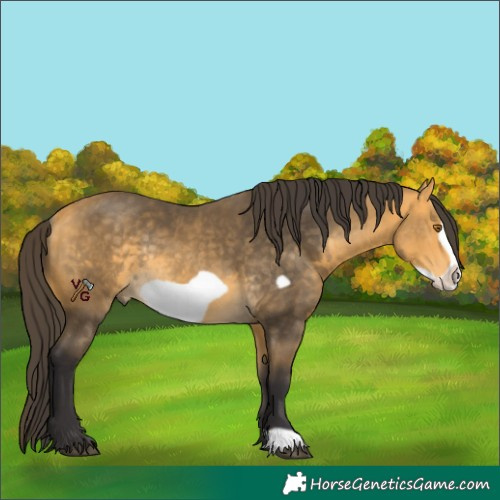 Horse Color:Unknown 