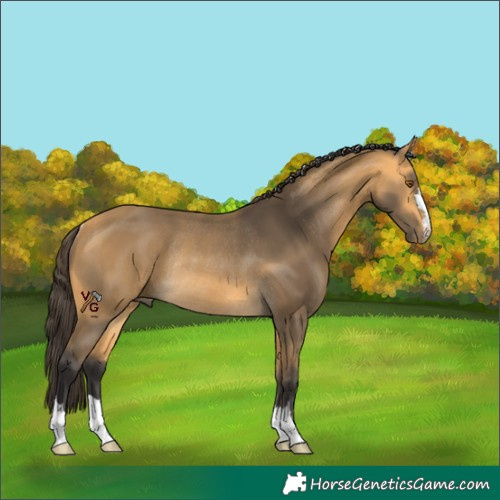 Horse Color:Unknown 