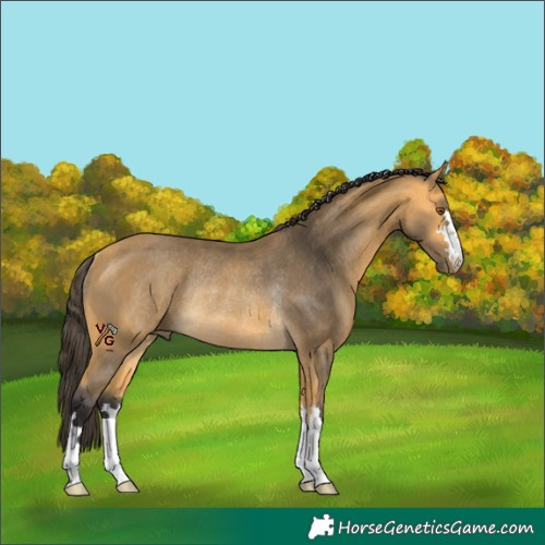 Horse Color:Unknown 