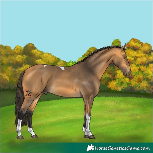 Horse Color:Unknown 