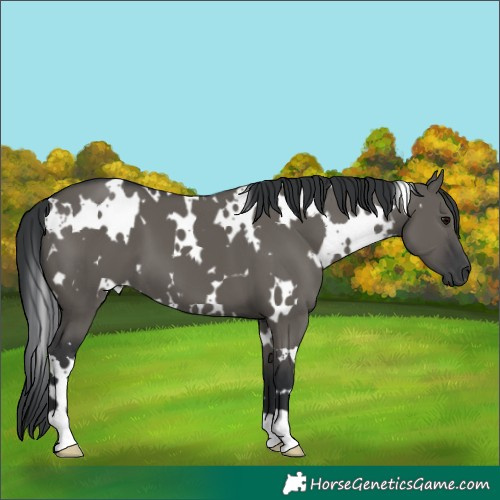Horse Color:White Spotted Grullo 