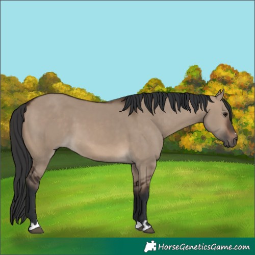 Horse Color:Brown Dun 