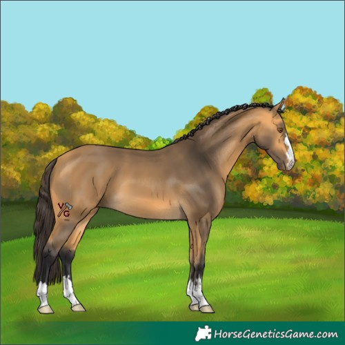 Horse Color:Buckskin 