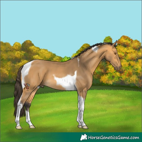 Horse Color:Unknown 