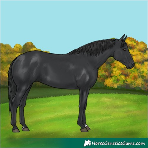Horse Color:Black 