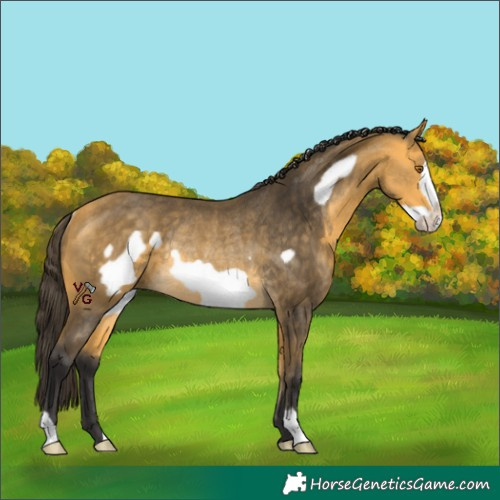 Horse Color:Buckskin Frame Rabicano 