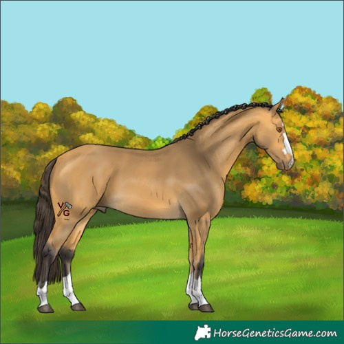 Horse Color:Unknown 