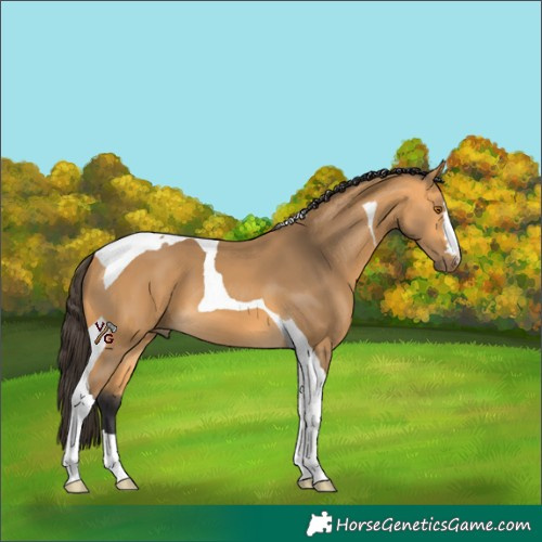 Horse Color:Unknown 