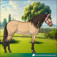 Horse Color:Buckskin Dun