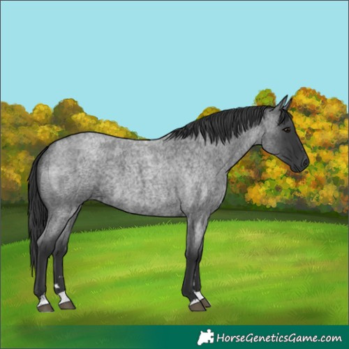 Horse Color:Blue Roan 